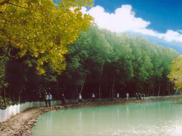 Aquaculture under forest canopy helps Tra Vinh mangrove trees revive - ảnh 1